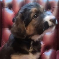DogsForSale